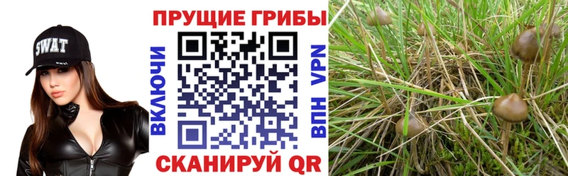 Купить  Гурьевск  Галлюциногенные грибы MAGIC MUSHROOMS 